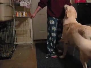 “这只狗使他振作起来并给人以欢乐