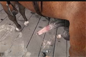 潛龍諜影「靜寂」被女特攻審問[第二話]