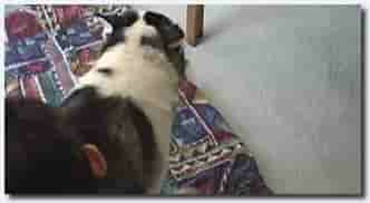 ！人与动物~母狗~母狗长片~Dog Cock Warmer Husky