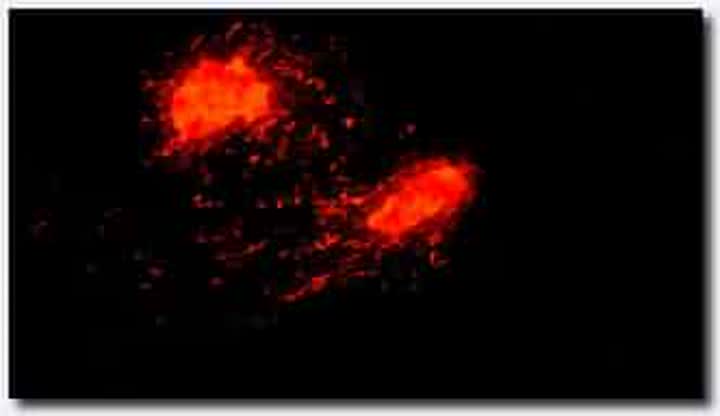 18禁アニメ 魔人 euphoria ～白夜凛音 輪廻転生編～ BD 1920x1080 AAC