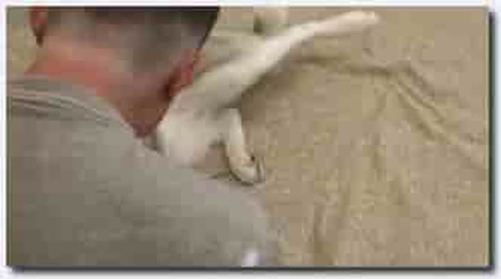 ！人与动物~母狗~母狗~Bestiality Petlust Cs27 First Bitch new