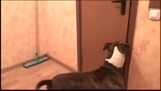 “诱人的新鲜面孔尤物在黑暗的尼龙尼龙得到她的狗在凸轮上钻屁股