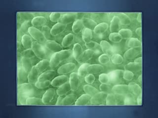 女狼狂濡01妄獣篇