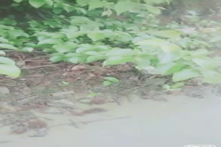 两个村姑模样的零零后小姐妹和个鸡巴还挺大的青年到山上林中野战