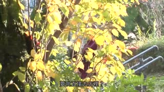 訪鄉探親三日間、與朋友母親忘我愛合記錄。 小早川怜子 JUL-177