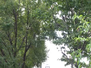 ADN-368 私、息子の友人とセックスしています。 武藤あやか