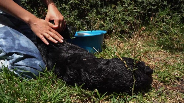 淘气的婊子浑身湿透，玩得很开心