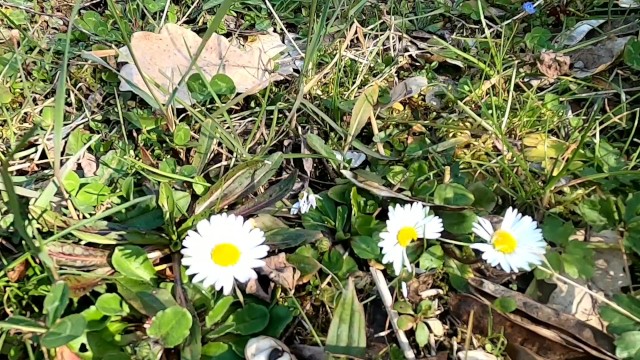 猜猜我要去哪里散散步，然后在路上被人发现吹箫