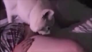 “大白狗舔热衷于动物性行为的胖胖荡妇的剃光猫