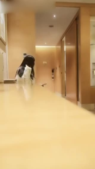 高颜值妹子双飞啪啪 呻吟娇喘非常诱人