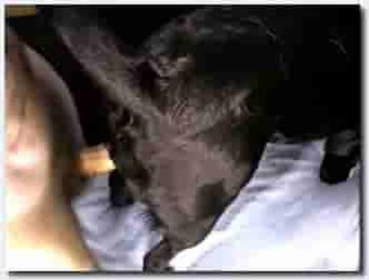 ！人与动物~母狗~母狗~lablov2