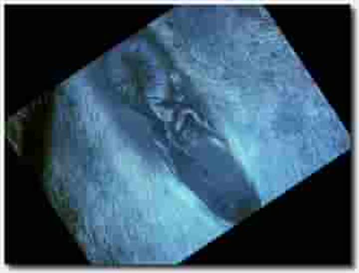 ！人与动物~母马~！母马~Poneze Donkey Mare Victim