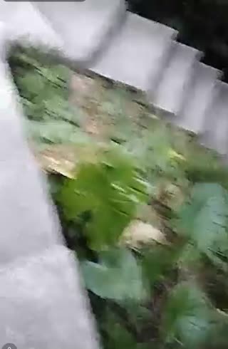 -guochan-气质良家少妇直播勾搭个像领导模样的胖大叔宾馆开房 短鸡巴搞两下就射了