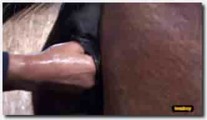 ！人与动物~母马~！母马~tbfisting01new