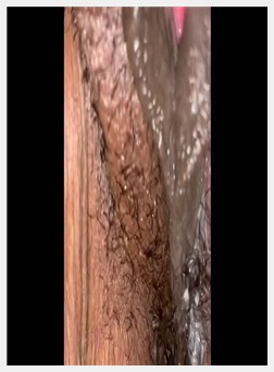 女同性恋怪胎，湿漉漉的阴部动作