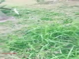 光天化日风骚大波网红园区草坪勾引巡逻的保安大叔躲到隐秘的树丛中野战无套内射说大叔你怎么射BB里啦