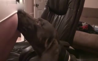 “疯狂的摩洛伊斯兰解放阵线cum努力而她的狗舔猫